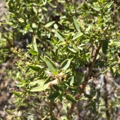 Prostanthera striatiflora (Jockey's Cap, Striped Mint Bush) at Living Desert State Park - 18 Oct 2023 by Ange