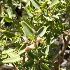 Prostanthera striatiflora at Broken Hill, NSW - 18 Oct 2023 12:29 PM