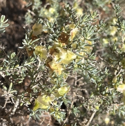 Unidentified Other Shrub at Broken Hill, NSW - 18 Oct 2023 by Ange