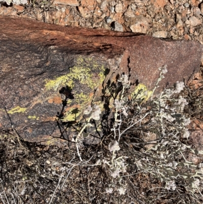 Unidentified Lichen at Living Desert State Park - 18 Oct 2023 by Ange