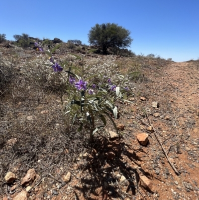 Solanum sturtianum at Living Desert State Park - 18 Oct 2023 by Ange