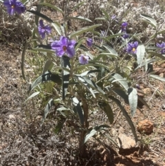 Solanum sturtianum at Broken Hill, NSW - 18 Oct 2023