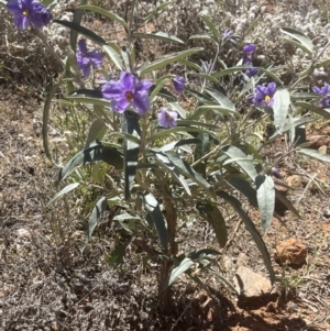 Solanum sturtianum at Broken Hill, NSW - 18 Oct 2023