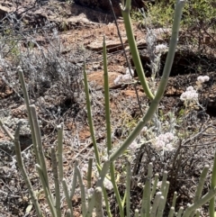 Cynanchum viminale (Caustic Vine) at Living Desert State Park - 18 Oct 2023 by Ange