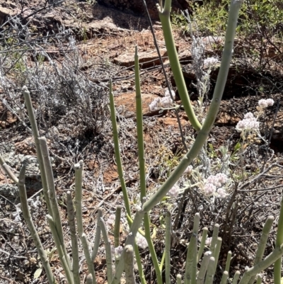 Cynanchum viminale (Caustic Vine) at Living Desert State Park - 18 Oct 2023 by Ange