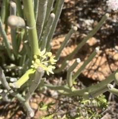 Cynanchum viminale at Broken Hill, NSW - 18 Oct 2023