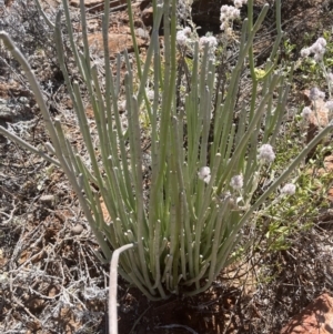 Cynanchum viminale at Broken Hill, NSW - 18 Oct 2023 01:33 PM