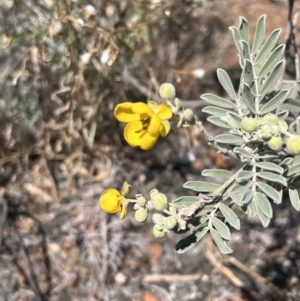 Senna artemisioides at Broken Hill, NSW - 18 Oct 2023