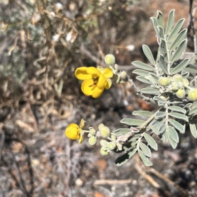 Senna artemisioides (Silver Senna, Silver Cassia) at Living Desert State Park - 18 Oct 2023 by Ange