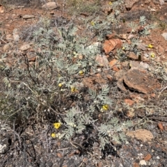 Senna artemisioides at Broken Hill, NSW - 18 Oct 2023