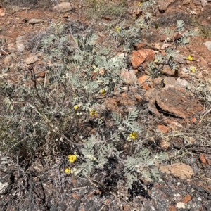 Senna artemisioides at Broken Hill, NSW - 18 Oct 2023