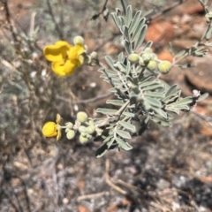 Senna artemisioides at Broken Hill, NSW - 18 Oct 2023