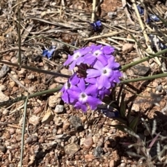 Glandularia aristigera (Mayne's Pest) at Broken Hill, NSW - 18 Oct 2023 by Ange