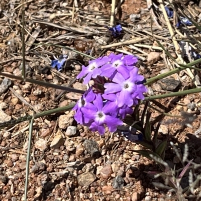 Glandularia aristigera (Mayne's Pest) at Broken Hill, NSW - 18 Oct 2023 by Ange