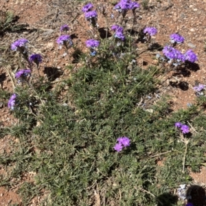 Glandularia aristigera at Broken Hill, NSW - 18 Oct 2023
