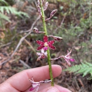 Dipodium variegatum at Brunswick Heads, NSW - 30 Dec 2021