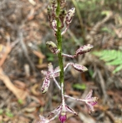 Dipodium variegatum at Brunswick Heads, NSW - 30 Dec 2021