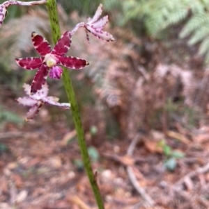 Dipodium variegatum at Brunswick Heads, NSW - 30 Dec 2021