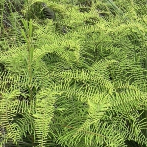 Gleichenia sp. at Brunswick Heads, NSW - suppressed