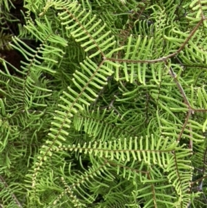 Gleichenia sp. at Brunswick Heads, NSW - suppressed