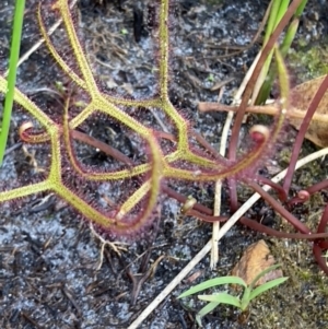 Drosera binata at Brunswick Heads, NSW - 28 Dec 2021