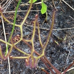 Drosera binata at Brunswick Heads, NSW - 28 Dec 2021