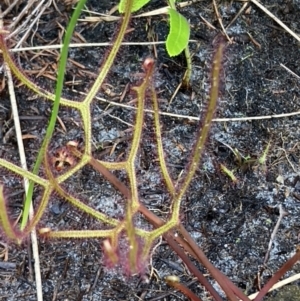 Drosera binata at Brunswick Heads, NSW - 28 Dec 2021 05:53 PM