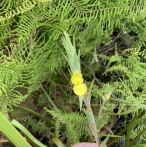 Philydrum lanuginosum at Brunswick Heads, NSW - 28 Dec 2021