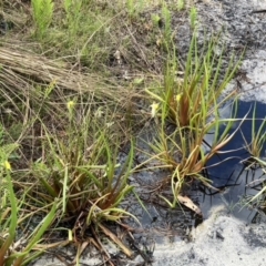 Philydrum lanuginosum at Brunswick Heads, NSW - 28 Dec 2021