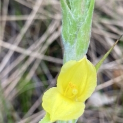 Philydrum lanuginosum at Brunswick Heads, NSW - 28 Dec 2021