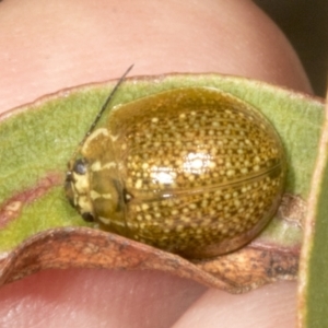 Paropsisterna cloelia at Chakola, NSW - 15 Oct 2023