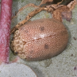 Paropsis atomaria at Chakola, NSW - 15 Oct 2023