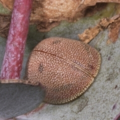Paropsis atomaria at Chakola, NSW - 15 Oct 2023