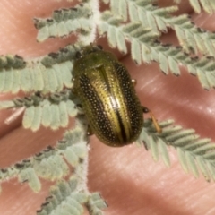 Calomela vittata (Acacia leaf beetle) at Chakola, NSW - 15 Oct 2023 by AlisonMilton