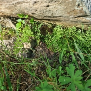 Adiantum aethiopicum at Bungendore, NSW - 18 Oct 2023