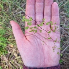 Adiantum aethiopicum at Bungendore, NSW - 18 Oct 2023