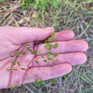 Adiantum aethiopicum at Bungendore, NSW - 18 Oct 2023