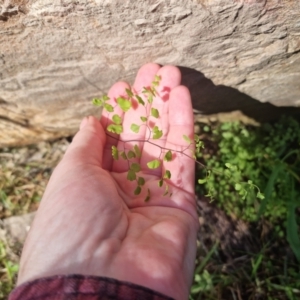 Adiantum aethiopicum at Bungendore, NSW - 18 Oct 2023