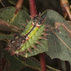 Doratifera oxleyi (Painted Cup Moth) at Chakola, NSW - 15 Oct 2023 by AlisonMilton