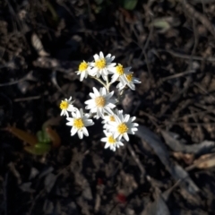 Rhodanthe corymbiflora (Paper Sunray) at Kerang, VIC - 7 Oct 2023 by annehall