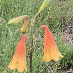 Blandfordia grandiflora (Christmas Bells) at Wallum - 26 Jan 2022 by CathGC