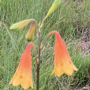 Blandfordia grandiflora at Brunswick Heads, NSW - suppressed