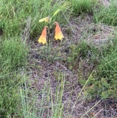 Blandfordia grandiflora at Brunswick Heads, NSW - 26 Jan 2022