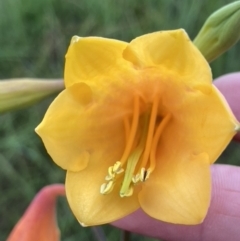 Blandfordia grandiflora at Brunswick Heads, NSW - suppressed