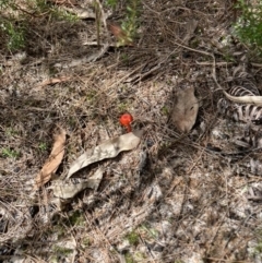 Cruentomycena viscidocruenta (Ruby Mycena) at Brunswick Heads, NSW - 4 Mar 2022 by CathGC