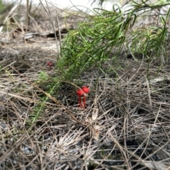 Cruentomycena viscidocruenta at Brunswick Heads, NSW - 4 Mar 2022