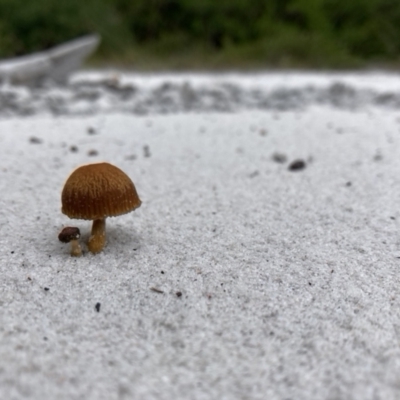 Unidentified Fungus at Wallum - 12 May 2022 by CathGC