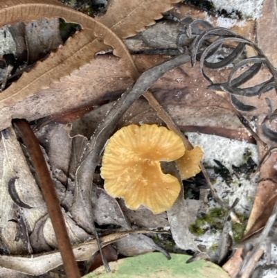 Unidentified Fungus at Wallum - 12 May 2022 by CathGC