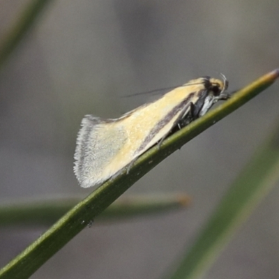 Philobota undescribed species near arabella (A concealer moth) at Chakola, NSW - 15 Oct 2023 by AlisonMilton