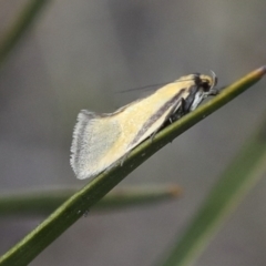 Philobota undescribed species near arabella (A concealer moth) at Chakola, NSW - 14 Oct 2023 by AlisonMilton